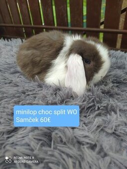 Kraličky s VP