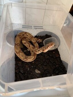 Veľhad královský (boa constrictor)