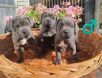 cane corso šteniatka