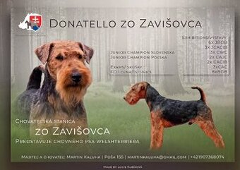 Welshterrier