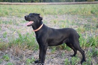 Labrador Anglicka pracovná linia