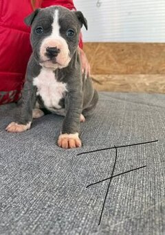 Americký staford – prijímam rezervácie