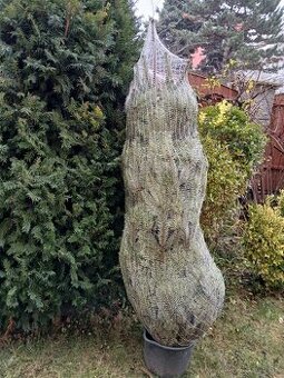 Vianočná jedlička