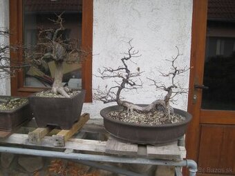 bonsai,bonsaj-hrab 27
