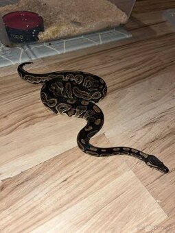 Python regius / Pytón kráľovský