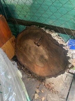 Drevený koláč, kruh - orech