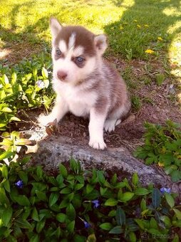 Sibirsky husky hasky