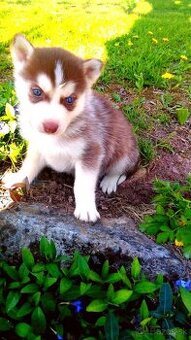 Sibirsky husky hasky