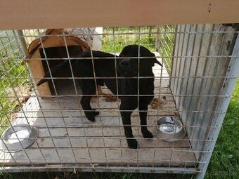 Labrador