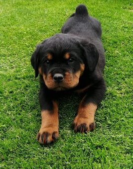 rottweiler, rotwailer, RTW, rotvajler, rotvailer