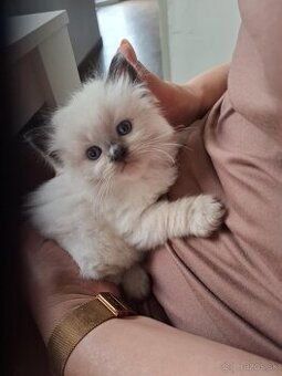 Mačiatka Ragdoll