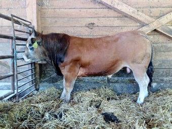 AKCIA - Býk Parthenaise/Aubrac - 1