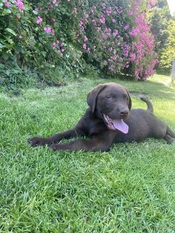 hnědé šteniatka labrador a – pripravené na odber