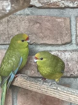 Kakariky