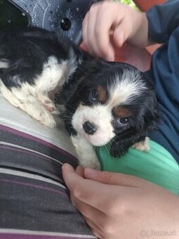 Cavalier king charles spaniel - kavalier