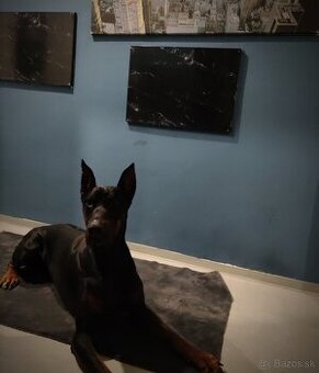 Doberman - 1