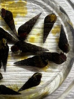 Vežovka malajská | Melanoides tuberculatus