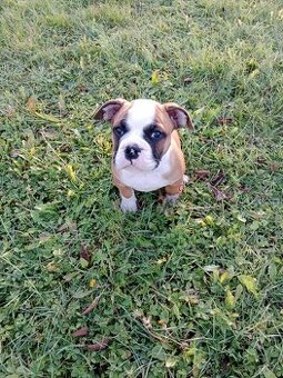 Kontinentálny bulldog