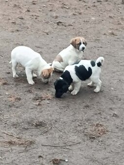 Predám 1-mesačné šťeniatka - 1