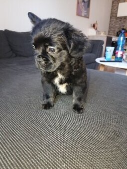 Francúzsky buldoček Flufy