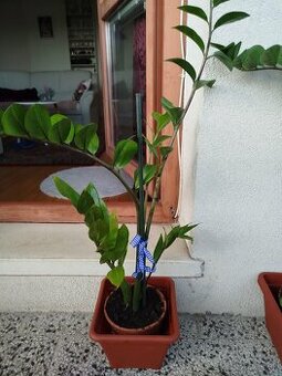 Zamiokulkas 80cm