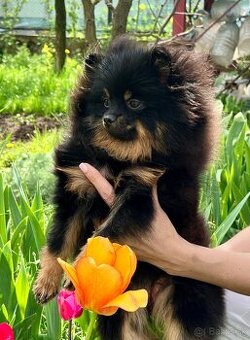 Pomeranian spitz