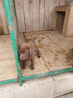 Predám šteniatka labradora