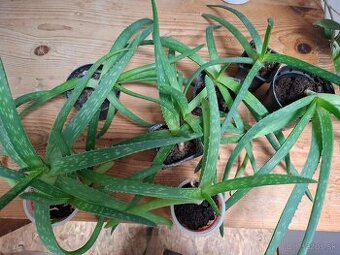 Aloe vera rastliny