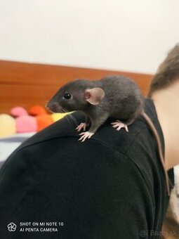 Dumbo potkan