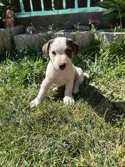 Šteniatka Jack Russell terier