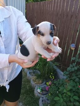 Šteniatka Jack Russell terier