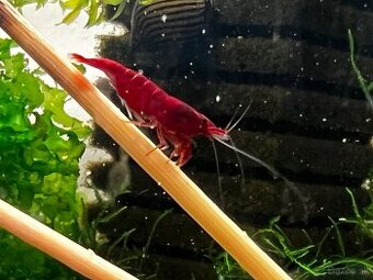 Krevetky | Neocaridina | Bloody Mary