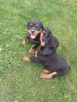 Rottweiler, rotvajler
