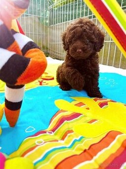 Pudel toy