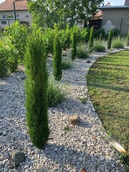 Predám stĺpovité cyprušteky – Cyprus Totem