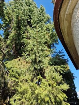 Čečina ihlicnateho stromu