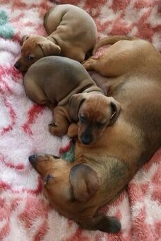 Šteniatka jazvečíka