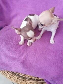 Čivava krátkosrstá