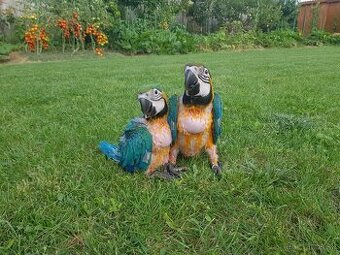 Predám Ara ararauna