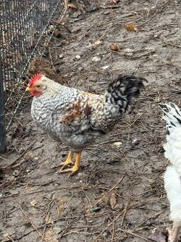 Predám kohúty Sasex svetlá a Cream Legbar