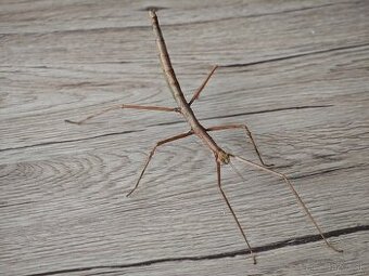 Pakobylka rožkatá (Medauroidea extradentata)