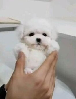 Mini Maltezak