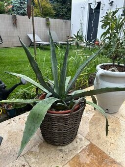 Agave (52cm) v plastovom crepniku + 5mladych výhonkov
