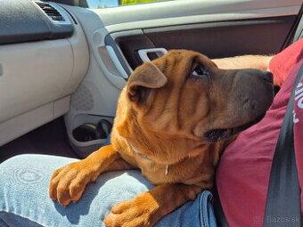 ▶️ SHAR-PEI