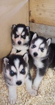 Sibírsky husky ❤️❤️
