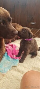 Šteniatka labradora