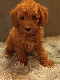 Toy/mini Pudel chalpec