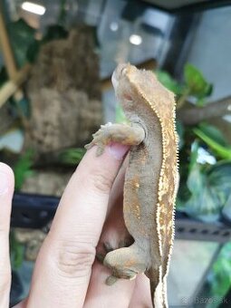 Pagekon riasnaty samice