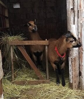 Predám kamerunskeho barančeka a ovečku