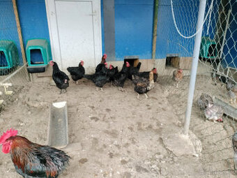 Predám kurčiatka sliepok Marans /DARK šell